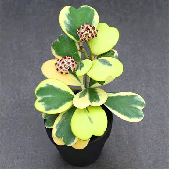 Hoya