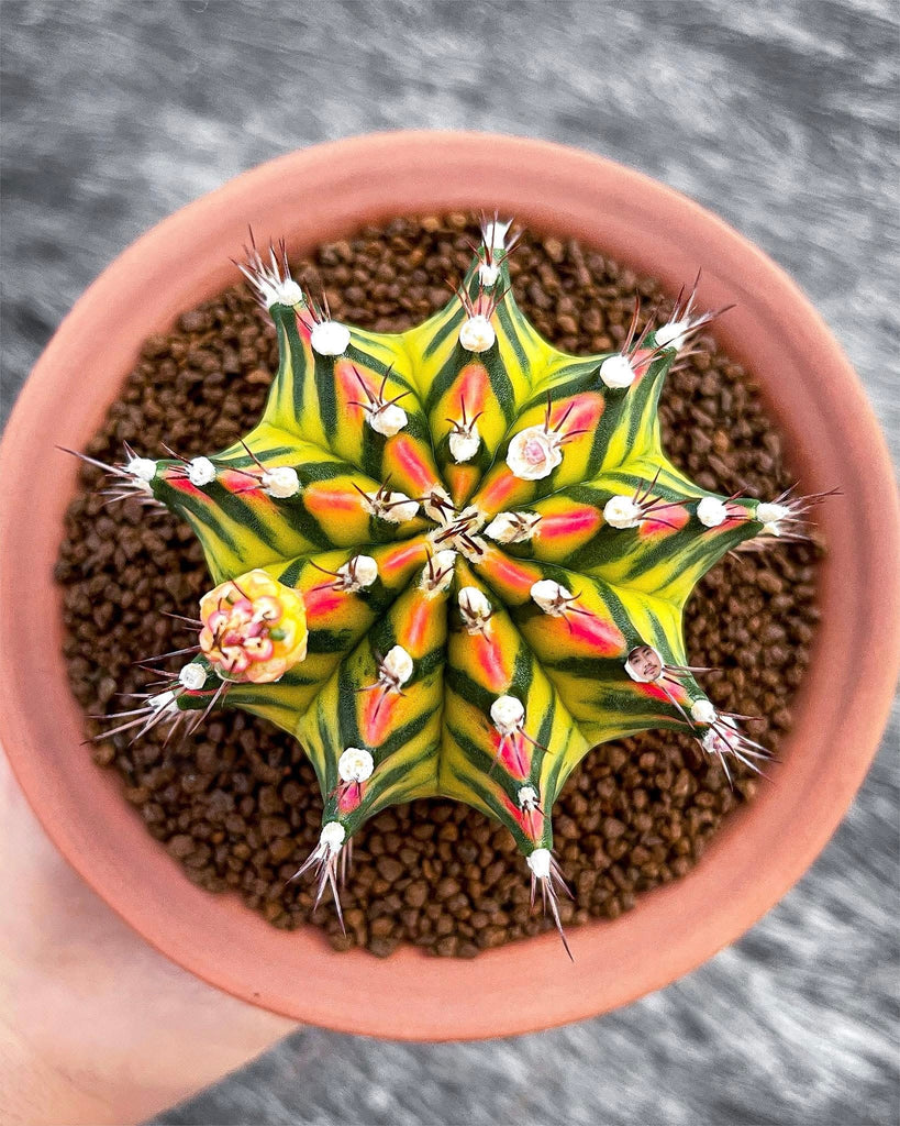Cactus