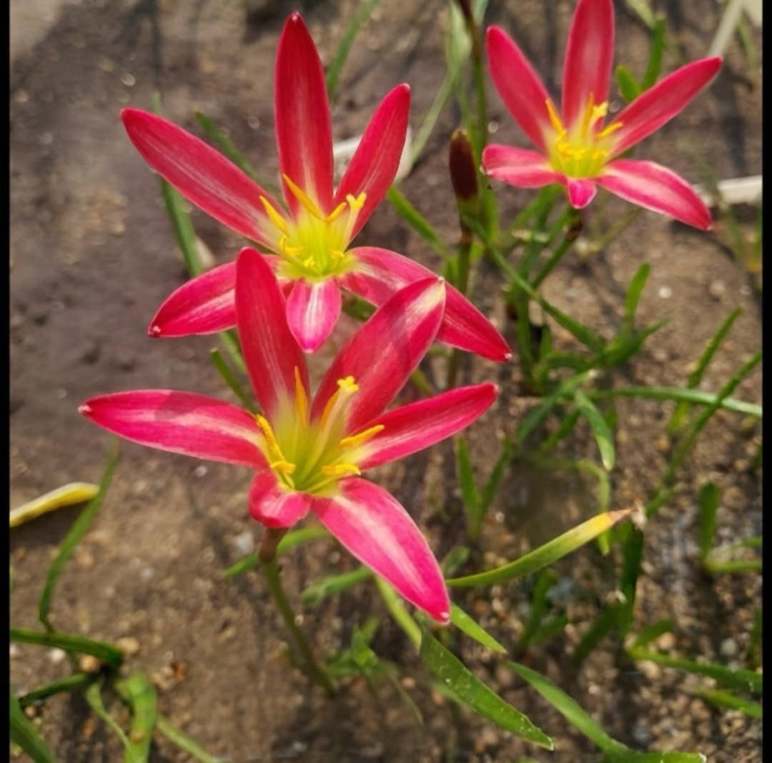 Pink Petal Royalty