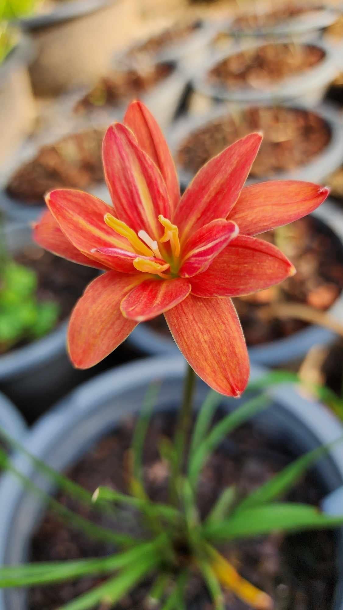 Rain Lily Khunphaen