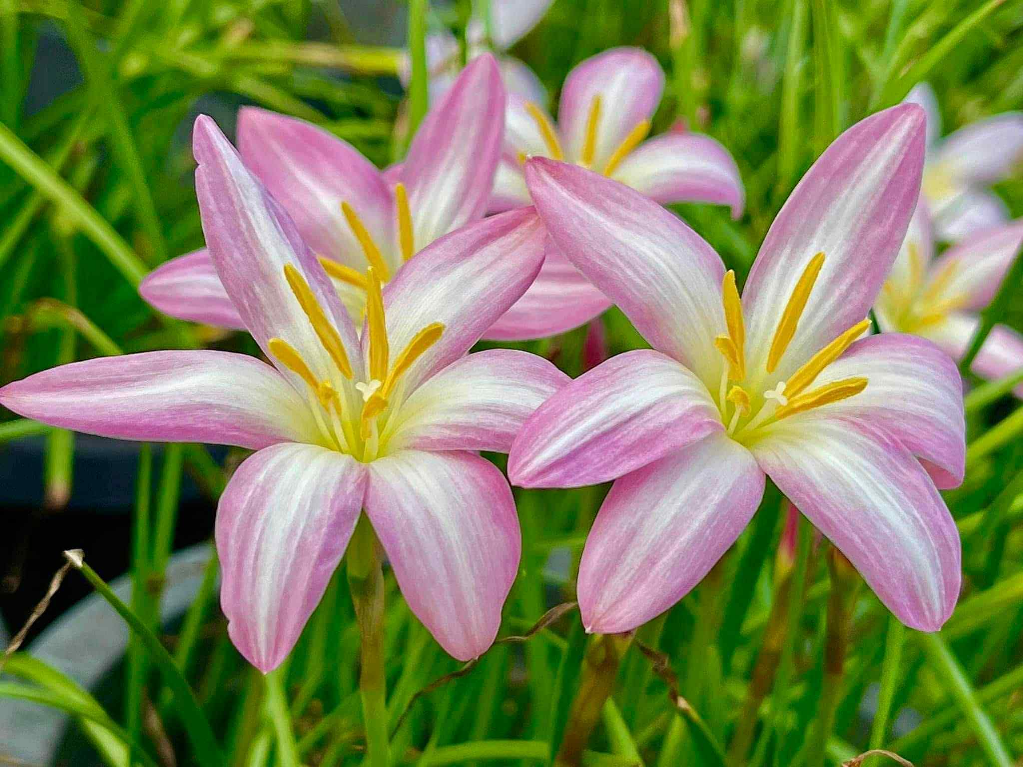 Rain Lily Jamtong Pink