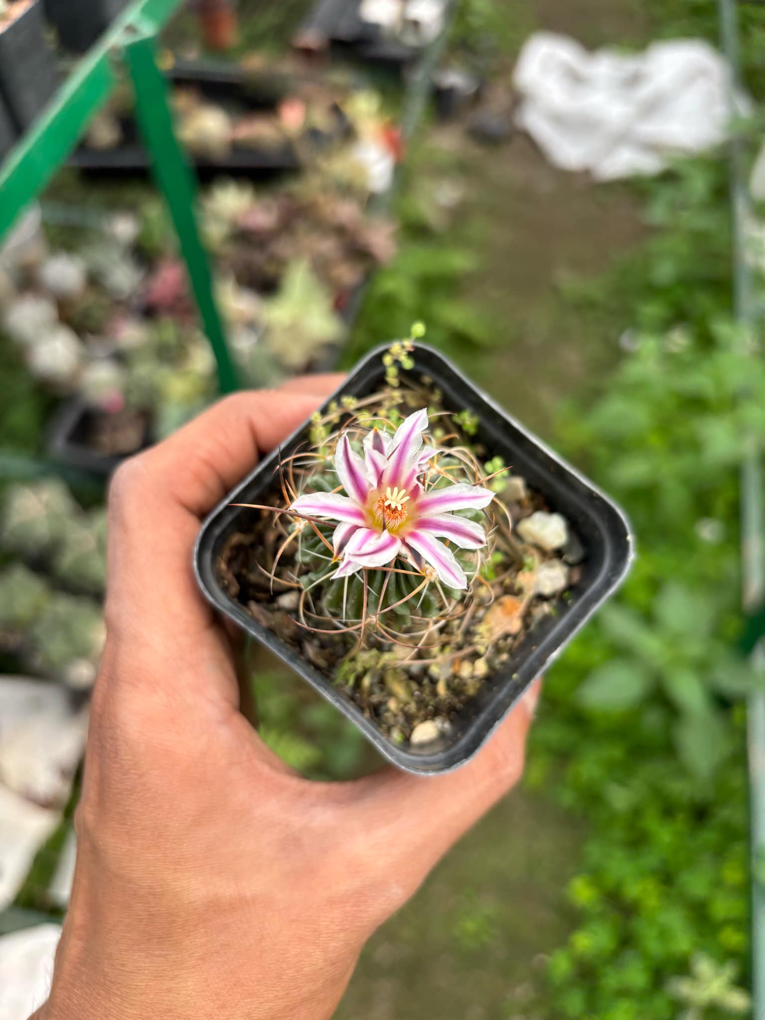 Cactus Stenocactus Multicostatus (Brain Cactus) ( Bare root )