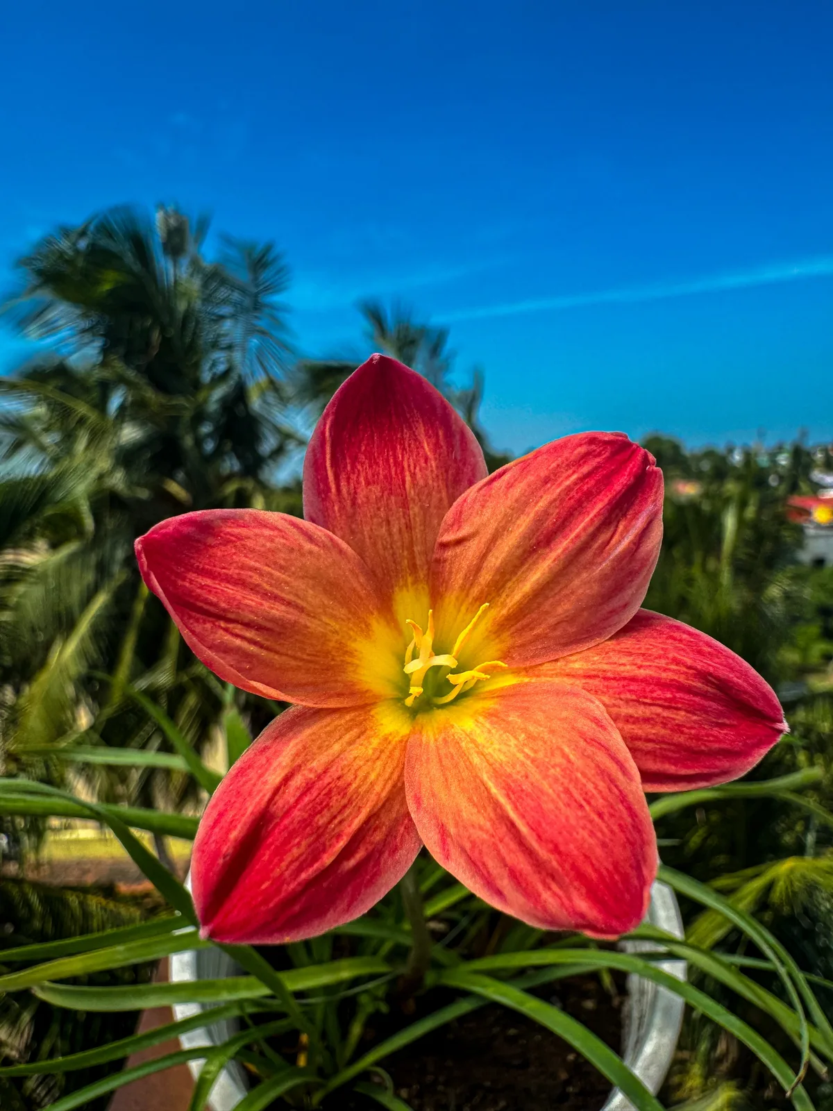 Rain Lily Chinda
