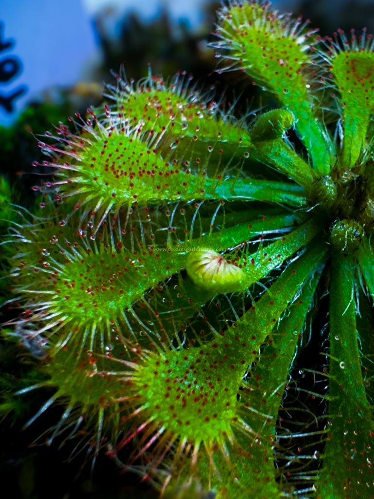 Drosera Tokaiensis