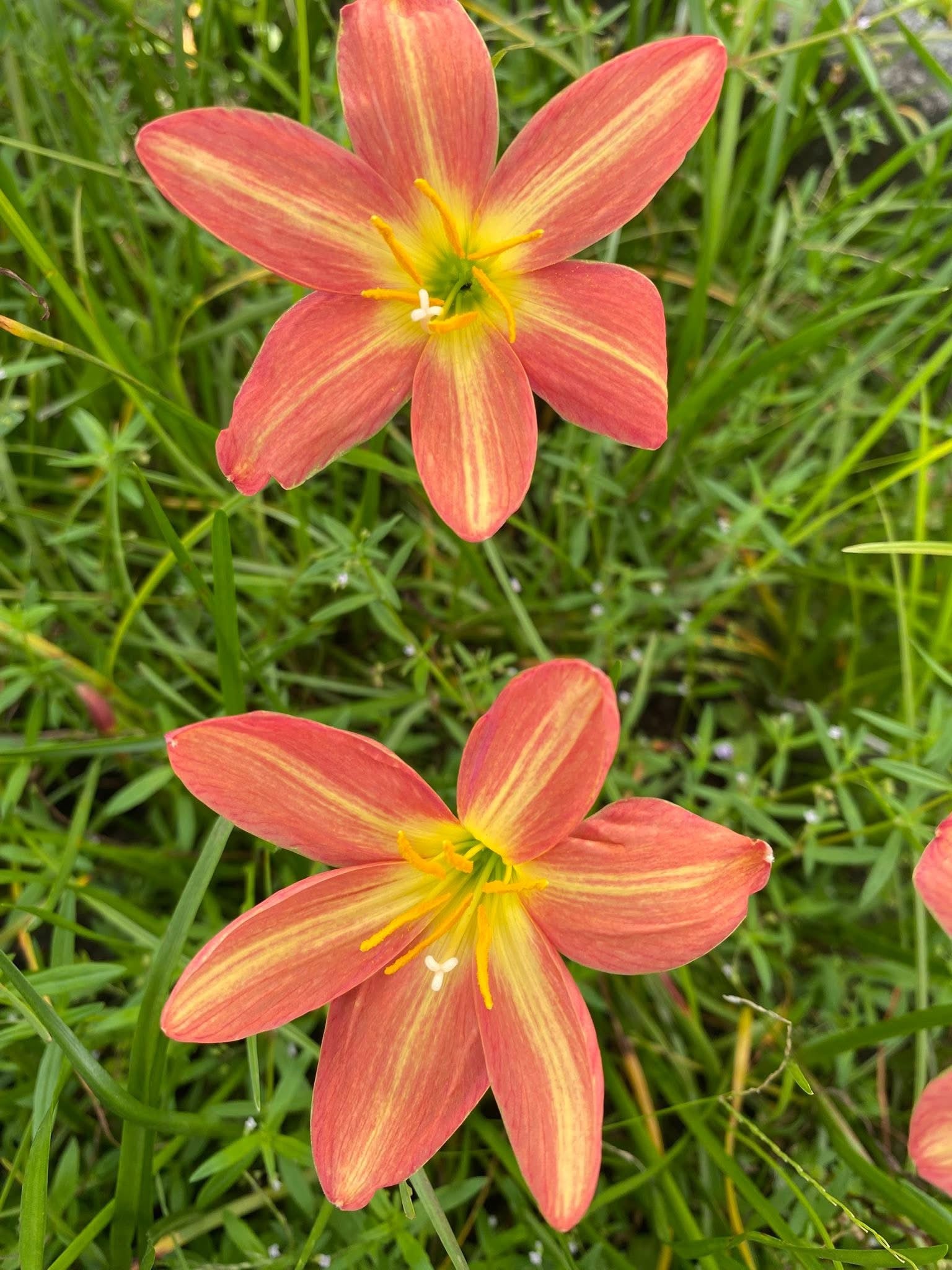 Rain Lily Rustic Ray