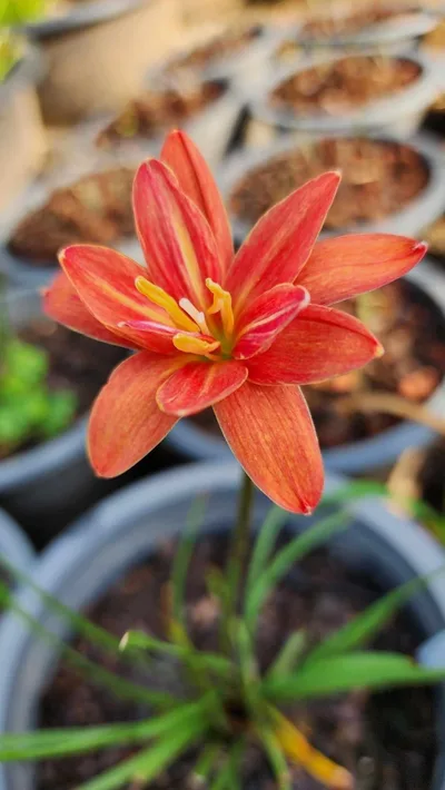 Rain Lily Khunphaen β photo 1