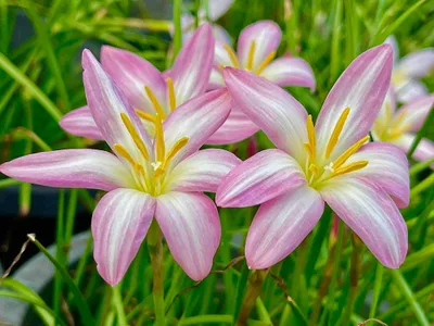 Rain Lily Jamtong Pink β photo 1