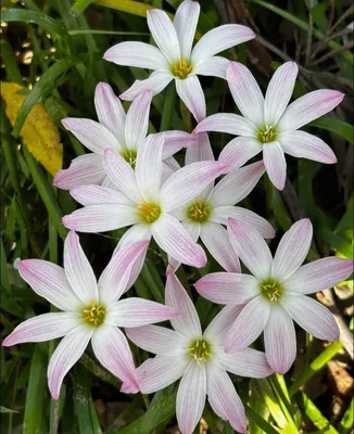 Rain Lily Bubble β photo 3