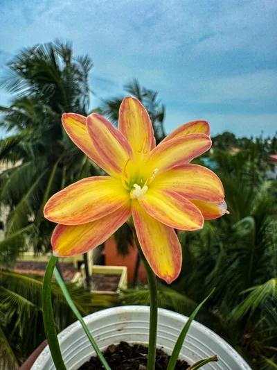Rain Lily Urania