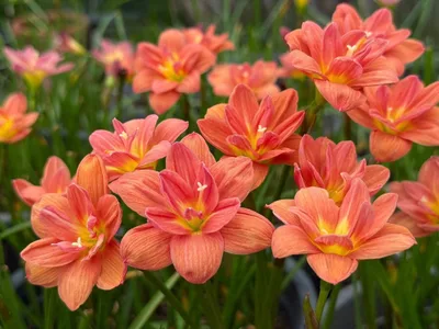 Rain Lily Sudteeruk