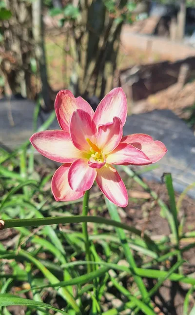 Rain Lily DE MEI LOTUS — thumbnail 3