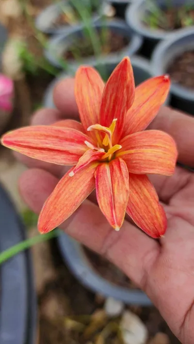 Rain Lily Khunphaen β photo 2