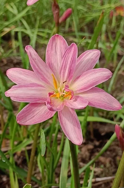 Rain Lily Pink Brocade β photo 2