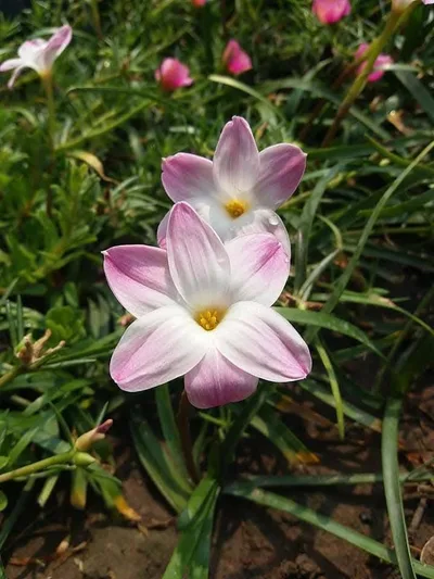 Rain Lily Lily Pie — thumbnail 4