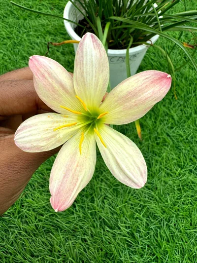 Rain Lily Callor