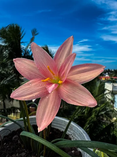 Rain Lily Prang champoo