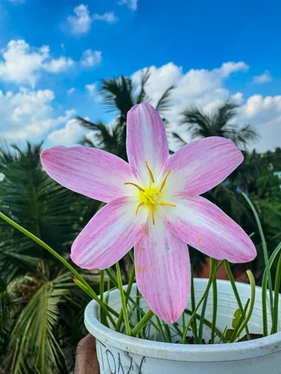Rain Lily Jamtong Pink — thumbnail 4