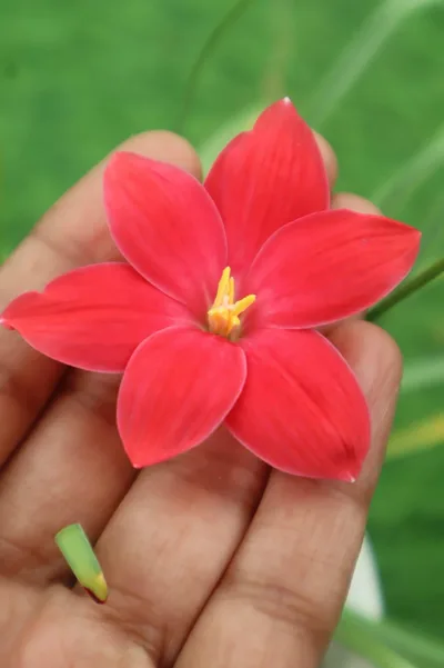 Rain Lily Red joy β photo 1