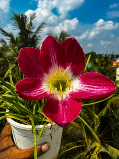 Rain Lily Red Tulip — thumbnail 4