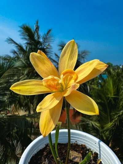 Rain Lily Apricot King