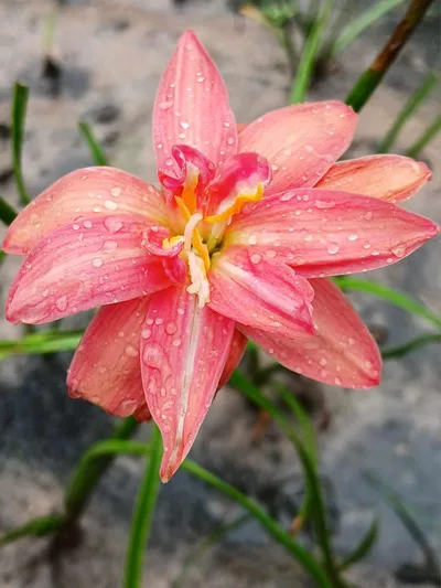 Rain Lily Viora