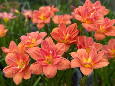 Rain Lily Sudteeruk