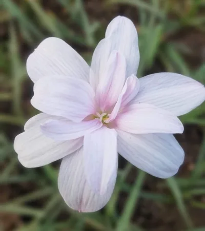 Rain Lily Apsara