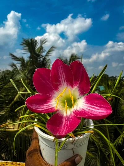 Rain Lily Red Tulip β photo 3