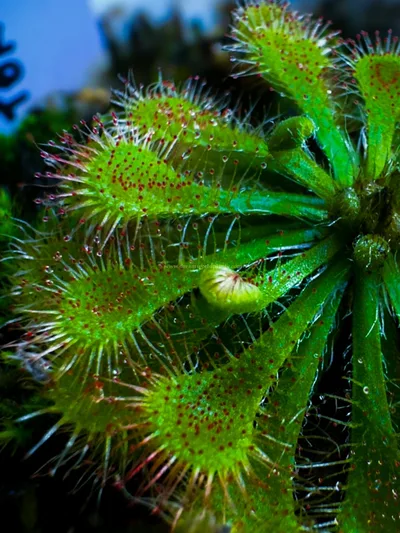 Drosera Tokaiensis β photo 1
