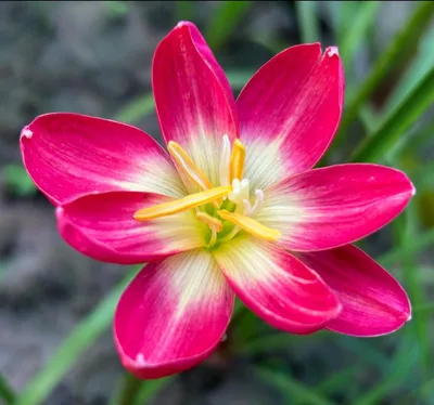 Rain Lily Red Master