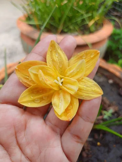 Rain Lily neutong ,neotong , Neuthong β photo 3
