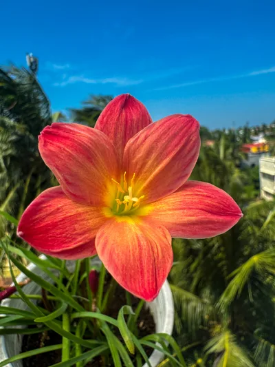 Rain Lily Chinda