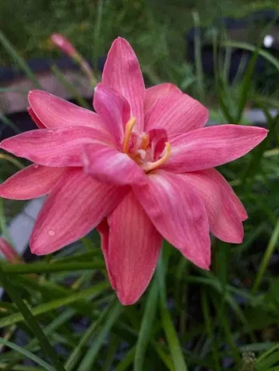 Rain Lily Viora
