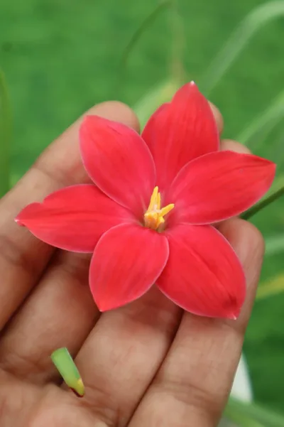 Rain Lily Red joy β photo 2