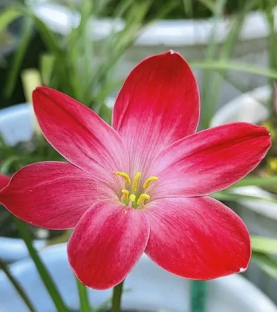 Rain Lily Falling in Love β photo 3