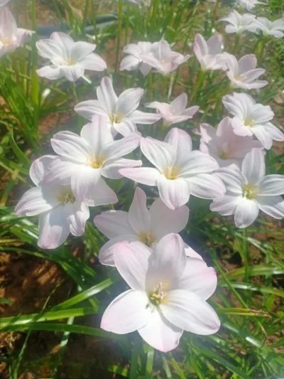 Rain Lily Yuki