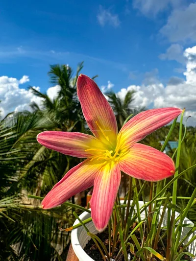Rain Lily Garden Party β 15
