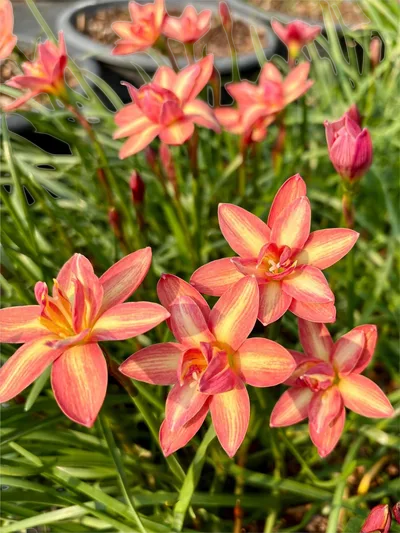 Rain Lily Golden Tresses