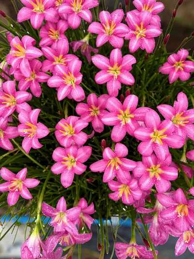 Rain Lily Monthira — thumbnail 3
