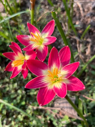 Rain Lily Pink jira — thumbnail 4