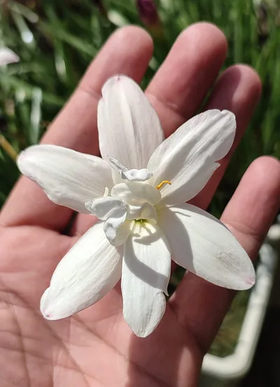 Rain Lily White Rabbit — thumbnail 2