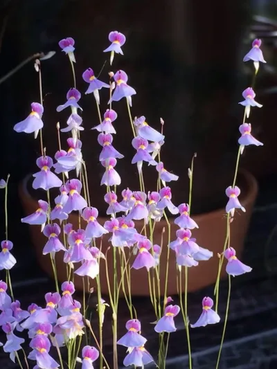 Utricularia