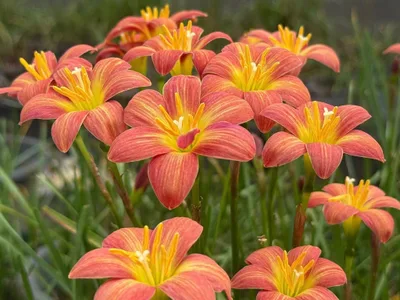 Rain Lily Crimson Sunset β photo 2
