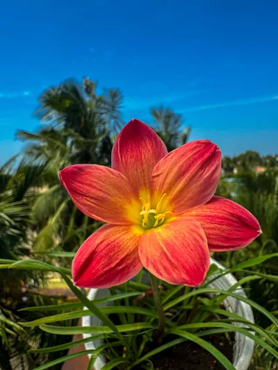 Rain Lily Chinda
