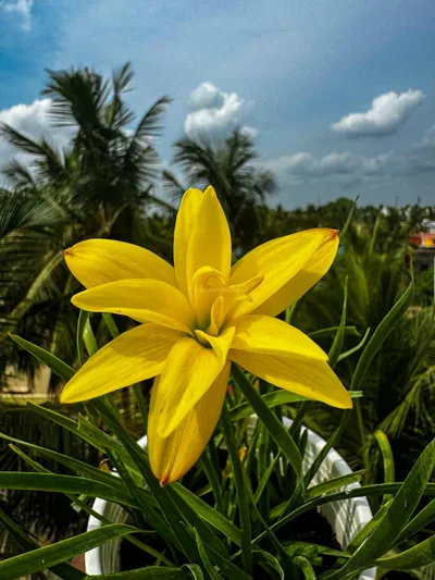 Rain Lily Lemon Quartz β photo 3