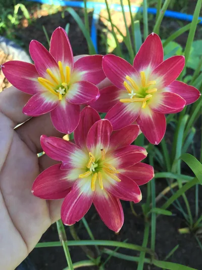 Rain Lily Red Master
