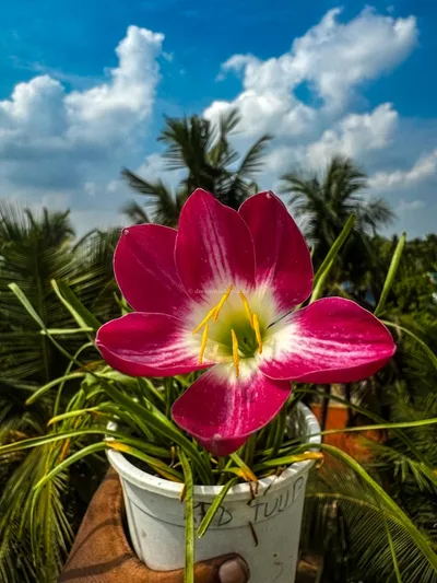 Rain Lily Red Tulip β photo 1