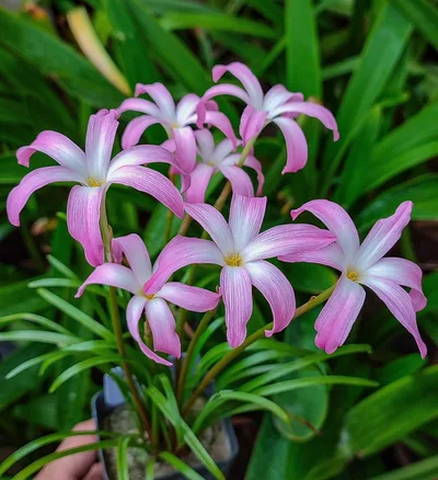 Rain Lily Winter Sweet β photo 1