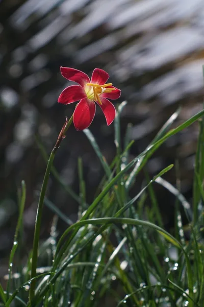 Rain Lily Signature — thumbnail 4