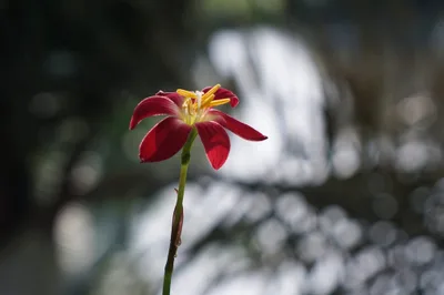Rain Lily Signature — thumbnail 5